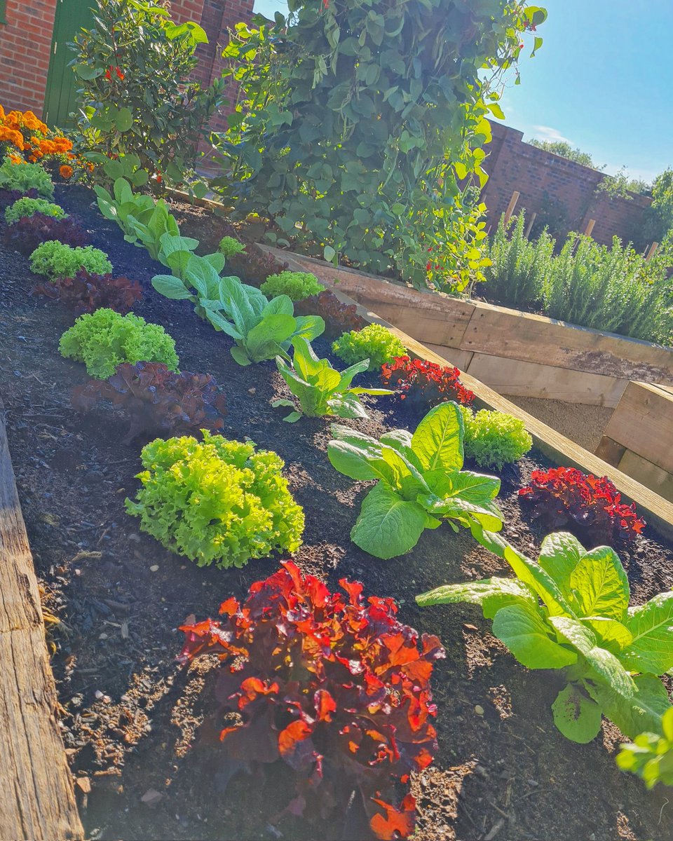 PhilMennell's tweet photo. Autumn mornings in the walled garden @RockliffeHall 🧡😊
#growyourown #gardening #Sustainability #fresh #produce https://t.co/qBbLW3NGsG