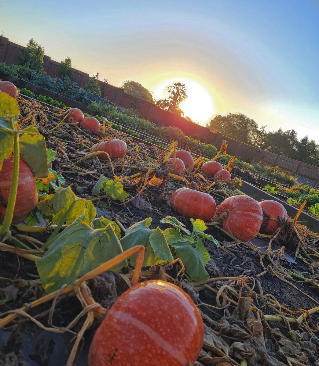 PhilMennell's tweet photo. Autumn mornings in the walled garden @RockliffeHall 🧡😊
#growyourown #gardening #Sustainability #fresh #produce https://t.co/qBbLW3NGsG
