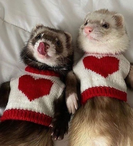 Gm Everyone :)
#NFTs #WeaselFamClub