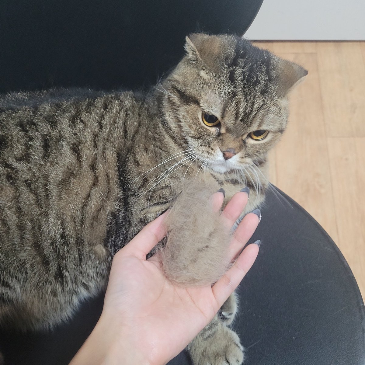 너 이렇게 털이 빠지는데 빗기 싫다고 자꾸 승질 낼거야???