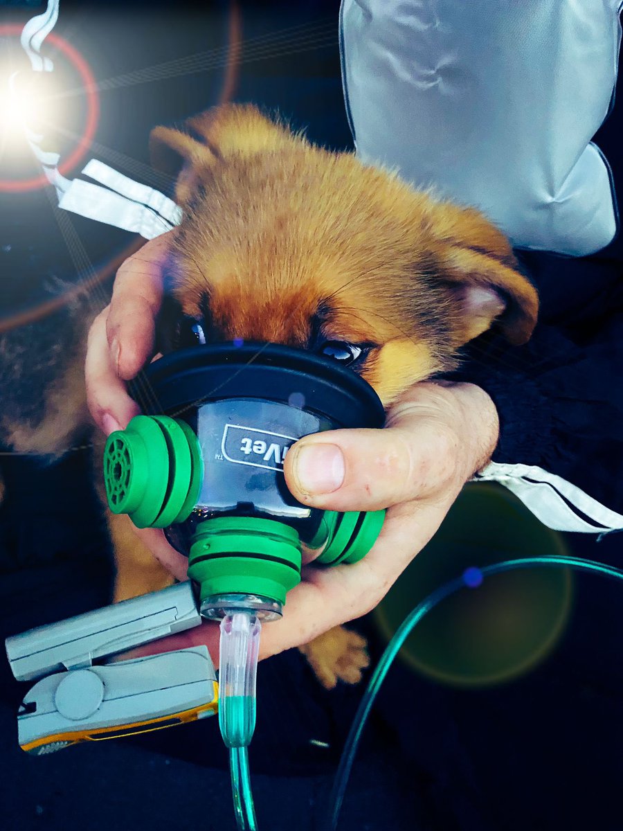 Rescued this lil pup and her dad from a kitchen 🔥 this morning. Thanks <a href="/RSPCA_official/">RSPCA (England & Wales)</a> for your precious donation of the surgivet pet 02 therapy mask. Every 🚒 in Lancashire has one 💗pup and dad are doing well