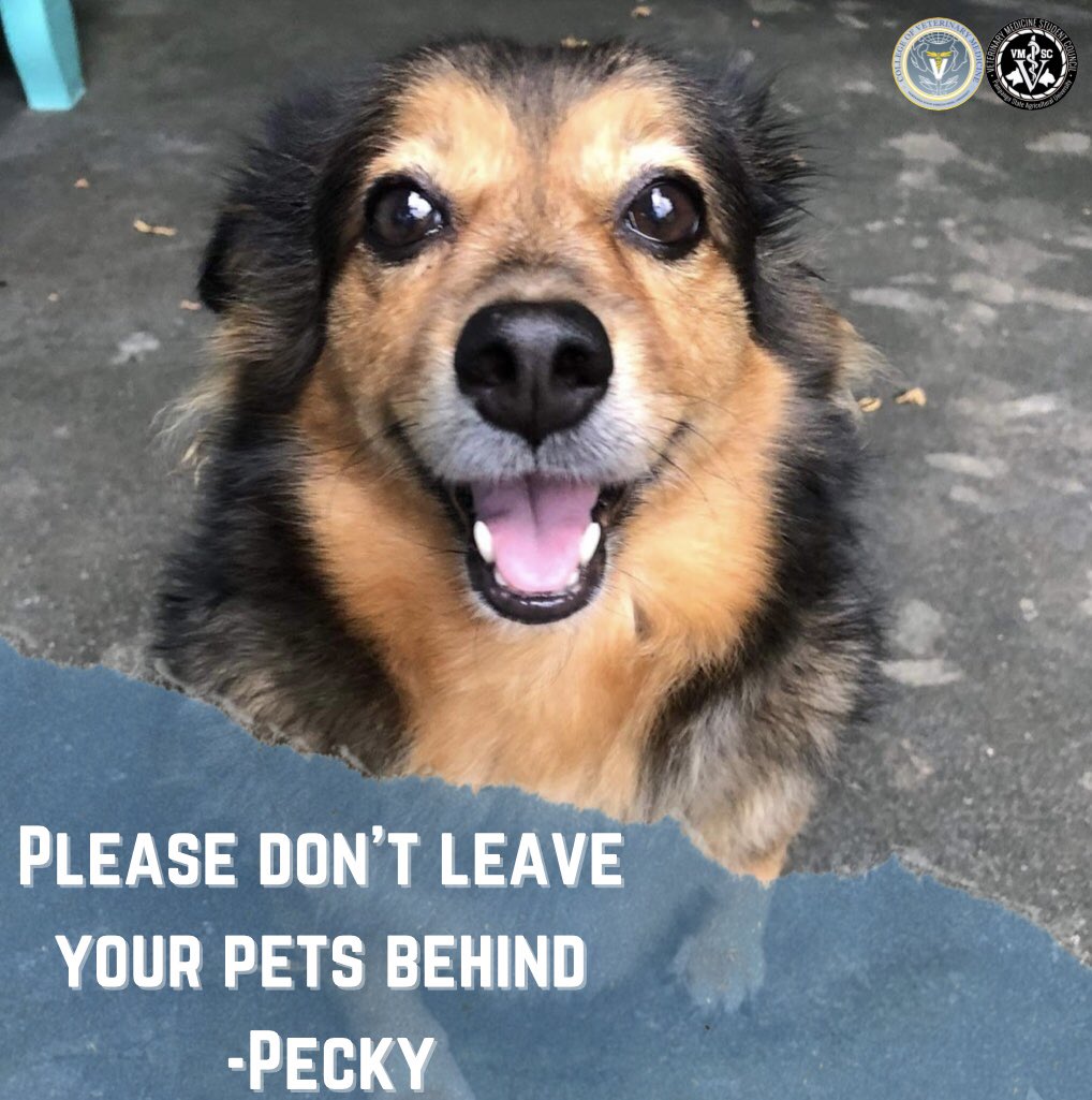 PsauVetMedSC's tweet photo. During the landfall of the super typhoon, here's a reminder to every fur parent out there. Please keep an eye on our pets. Pets are family and their lives matter too. https://t.co/BHtfvLadtb