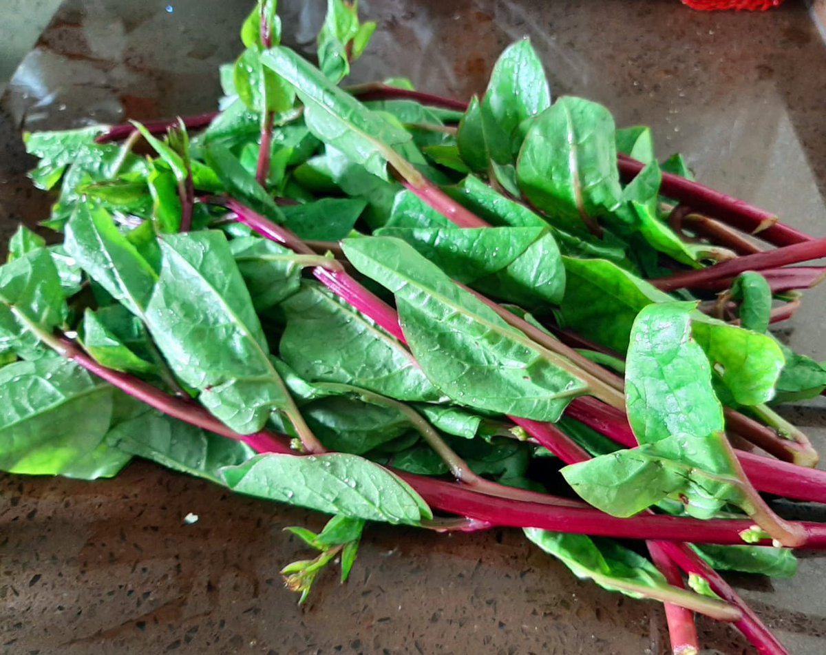 jayeeta_dr's tweet photo. Guess the NAME of  this nutritious leafy greens. Helpful  for Colon Health, Heart health and Diabetics. Promotes glowing skin.
#greens #constipation #healthyfood #indiancuisine #weightlossmotivation #smoothiebowl #healthyskin #dietaryfibrebenefits #poshanabhiyaan https://t.co/mG1a9fY2mF