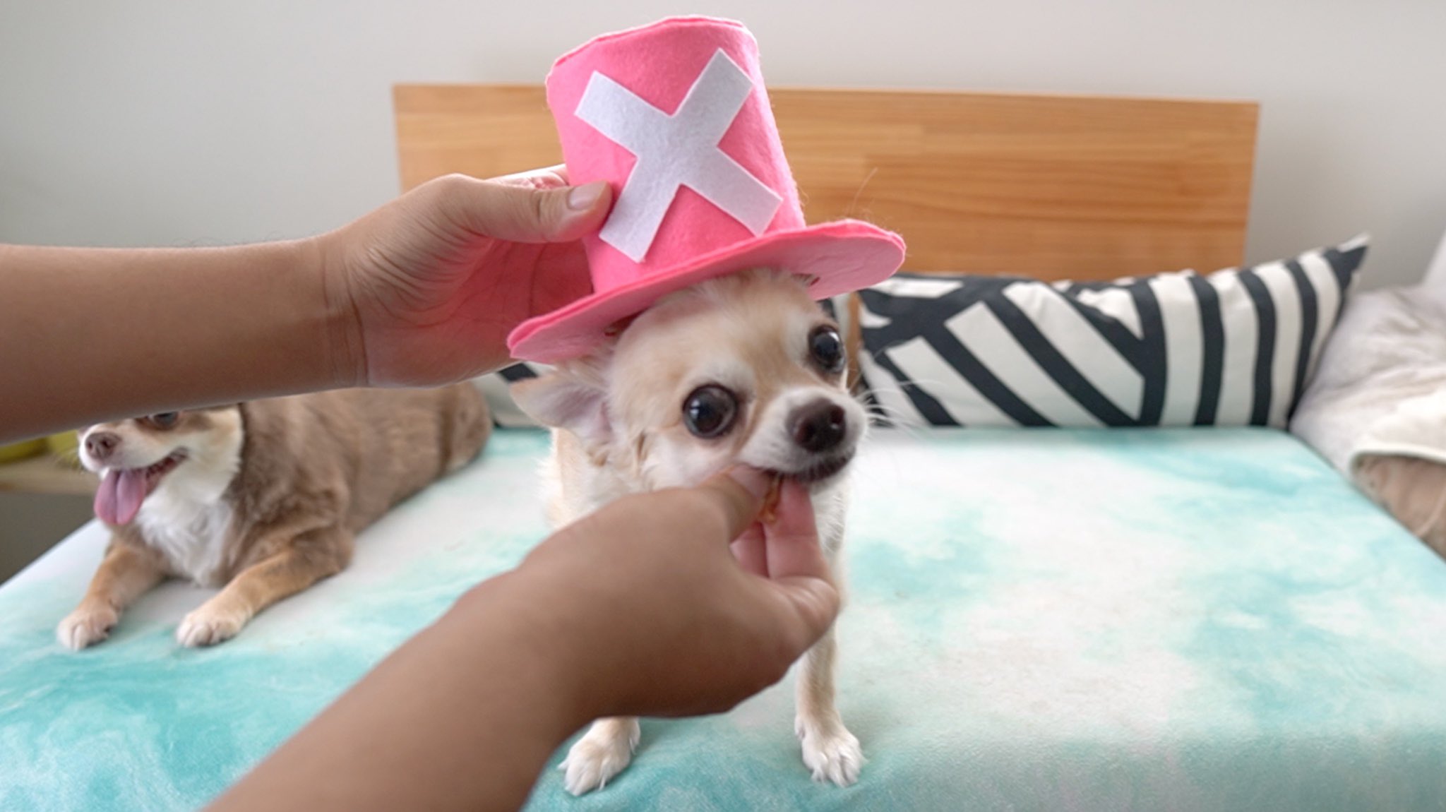ただ犬が好きなol Doglove1 Twitter