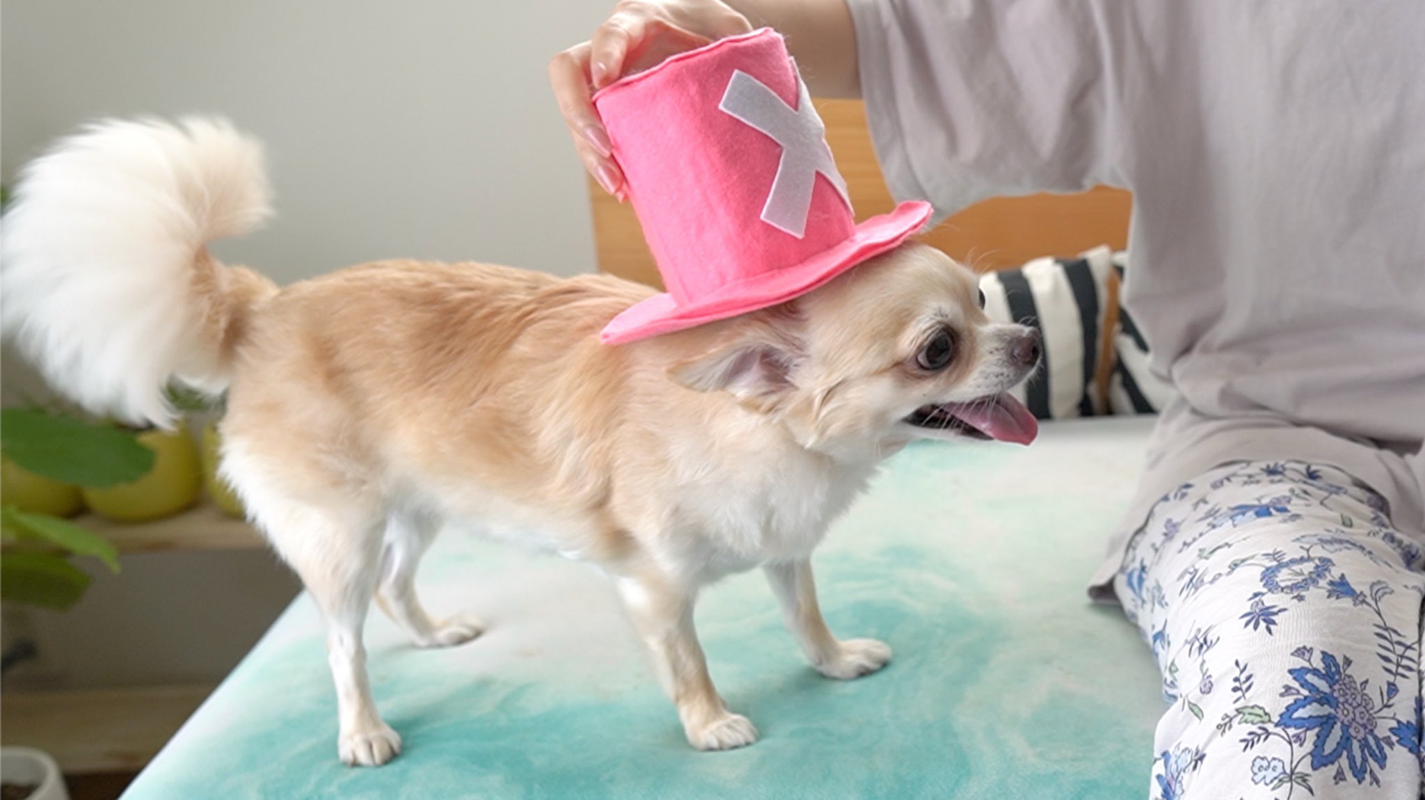ただ犬が好きなol Doglove1 Twitter