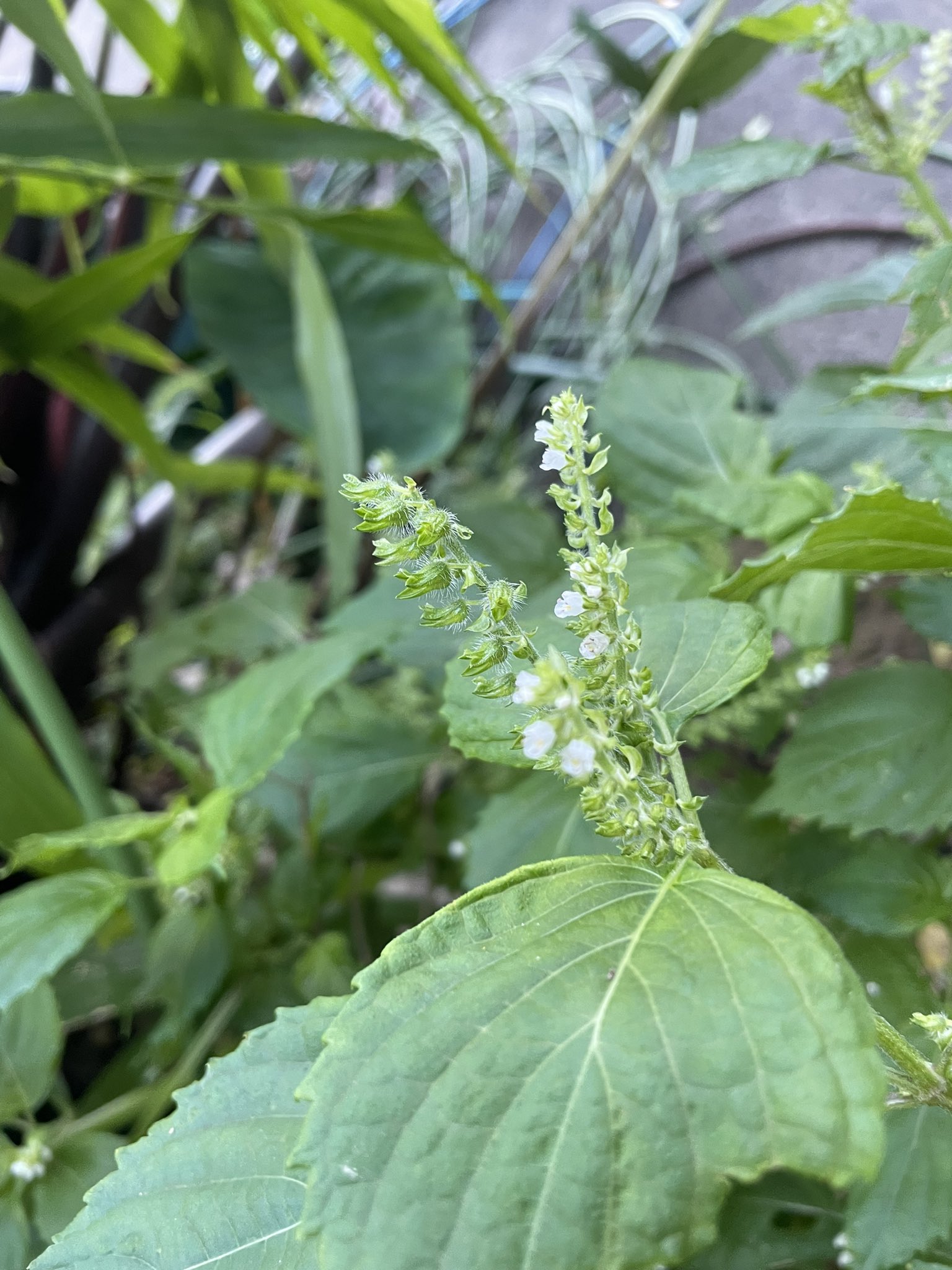 טוויטר 穂紫蘇 החיפוש של טוויטר