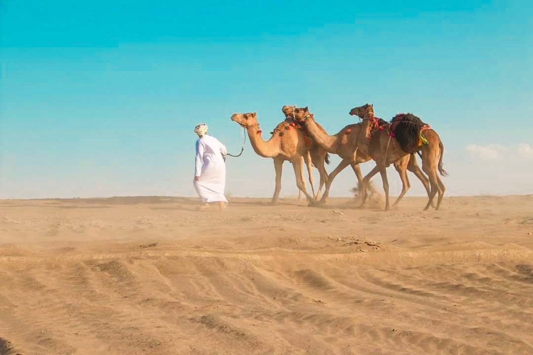 kamisalhkmani55's tweet photo. آيه من أيات الله للخلق هام الشعراء في وصفها  وبها من الجمال والقوه والصبر ماجعلهم يلقبونها سفينة الصحراء تنوع البشر في استخدامها والان تقام لها رياضة تسمى سباق الهجن وعرضة الهجن.. اليكم بعض الصور📸🐪 https://t.co/HDeqAvrqDM