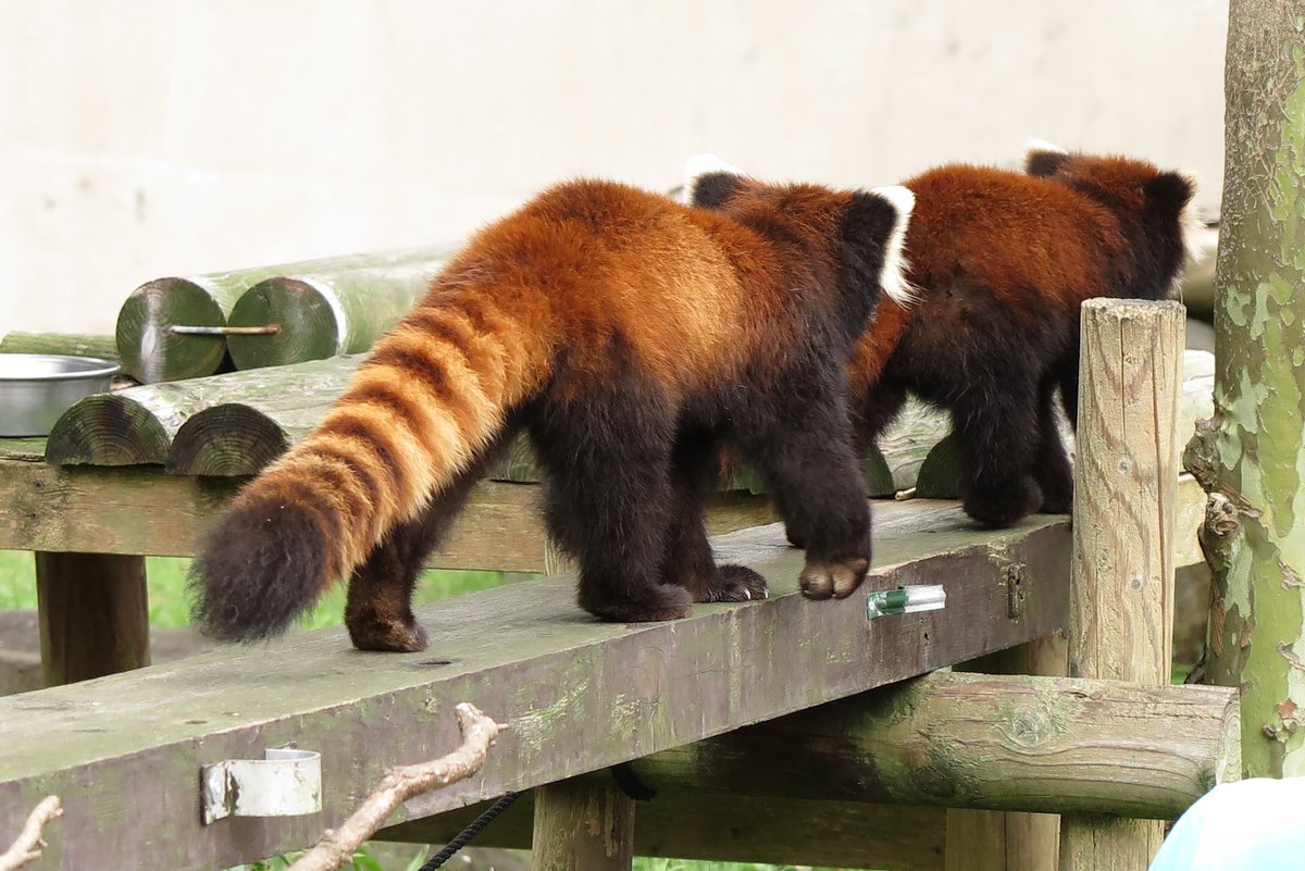 こんにちは～さようなら～ ＃レッサーパンダ　#大森山動物園