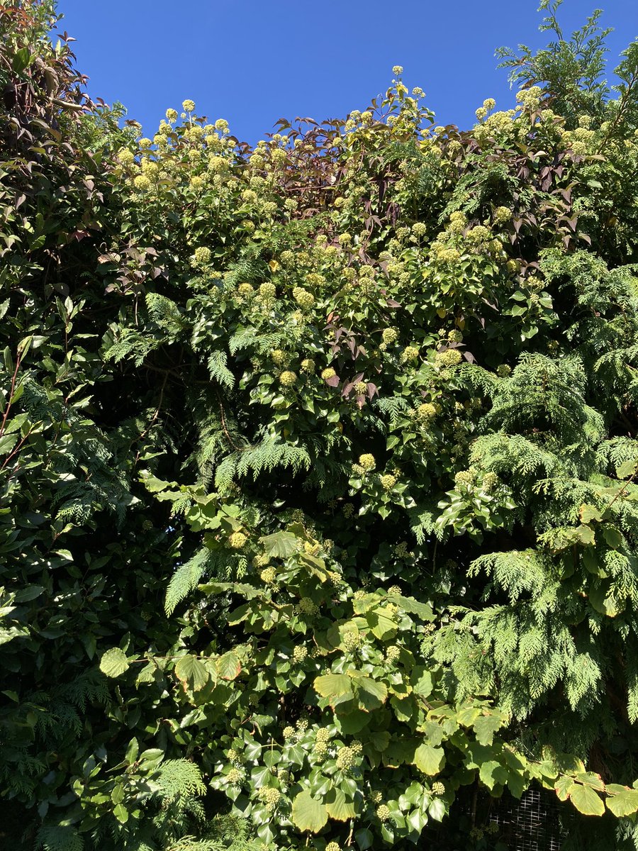 Steph Murphy (@stephmurphy66) on Twitter photo Just been to my Ivy patch in the back garden too. It’s buzzing in the sun. More excited shrieks !! Ivy Bees, Hovers, Butterflies all benefitting from this late nectar source <a href="/Buzz_dont_tweet/">Buglife</a> <a href="/savebutterflies/">Butterfly Conservation 🦋</a> <a href="/solitarybeesUK/">Solitary Bee Project</a> Just been to my Ivy patch in the back garden too. It’s buzzing in the sun. More excited shrieks !! Ivy Bees, Hovers, Butterflies all benefitting from this late nectar source <a href="/Buzz_dont_tweet/">Buglife</a> <a href="/savebutterflies/">Butterfly Conservation 🦋</a> <a href="/solitarybeesUK/">Solitary Bee Project</a>