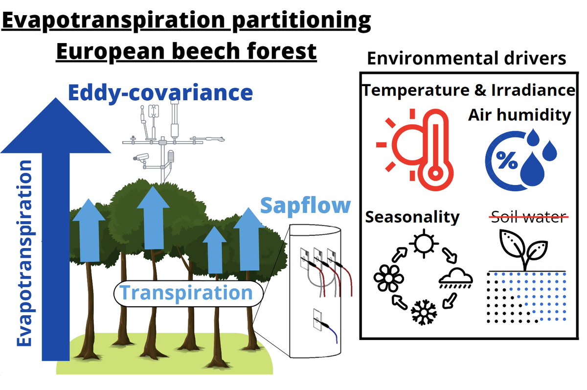 Peter Petrík (@peterpetrk8) on Twitter photo Check our new published paper. 🌳🥳 We analysed ecosystem transpiration and evapotranspiration dynamics of pure European beech forest. Beech showed anisohydric behaviour according to VPD and SWC reaction. <a href="/Water_MDPI/">Water MDPI</a> #ecohydrology
mdpi.com/2073-4441/14/1… Check our new published paper. 🌳🥳 We analysed ecosystem transpiration and evapotranspiration dynamics of pure European beech forest. Beech showed anisohydric behaviour according to VPD and SWC reaction. <a href="/Water_MDPI/">Water MDPI</a> #ecohydrology
mdpi.com/2073-4441/14/1…