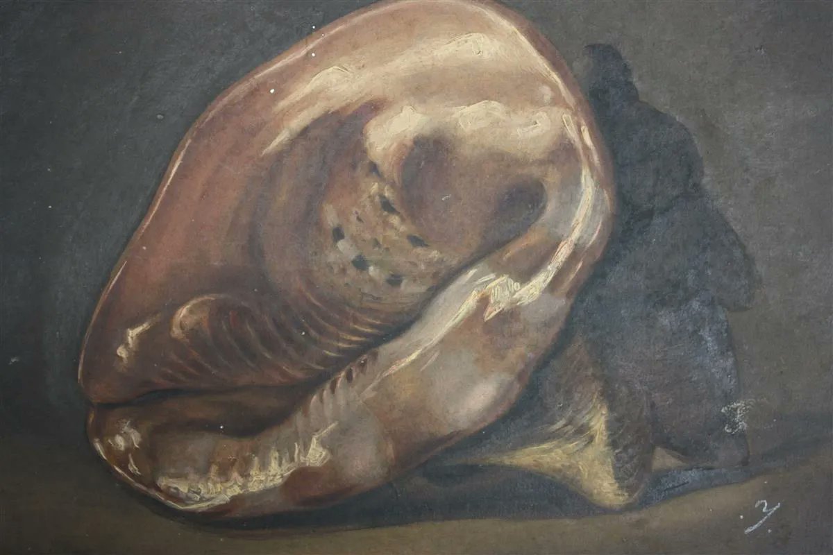 MuseumAlkmaar's tweet photo. 🖼️ Jacob de Bleyker (1813-1862) - Olieverfschilderij van een schelp #kunstwerkvandedag #stedelijkmuseumalkmaar https://t.co/Zd59C2SSbz