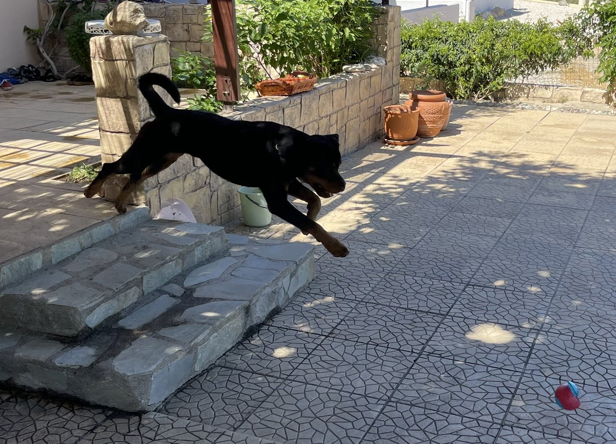 Shardogge's tweet photo. #newbuddy https://t.co/EN8d9FitXM