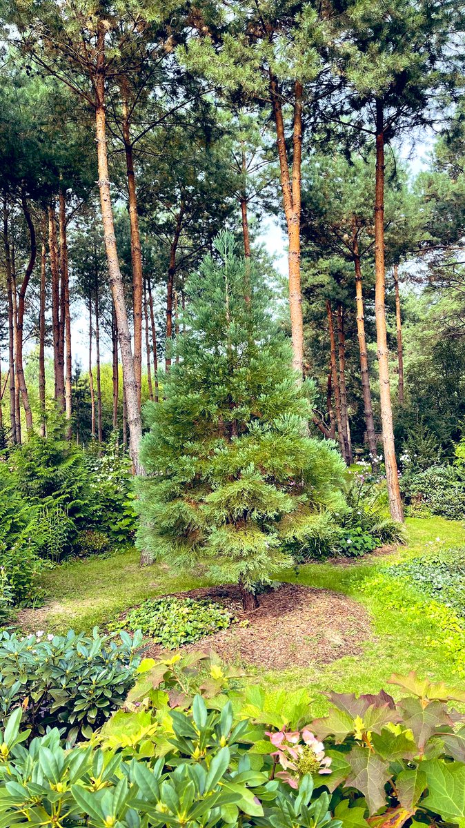 AndrzejUejciec's tweet photo. Mamutowiec olbrzymi, 1000 lat przed tym, zanim stanie się dorosłym drzewem. #sequoiadendron https://t.co/vxelgCwoJx