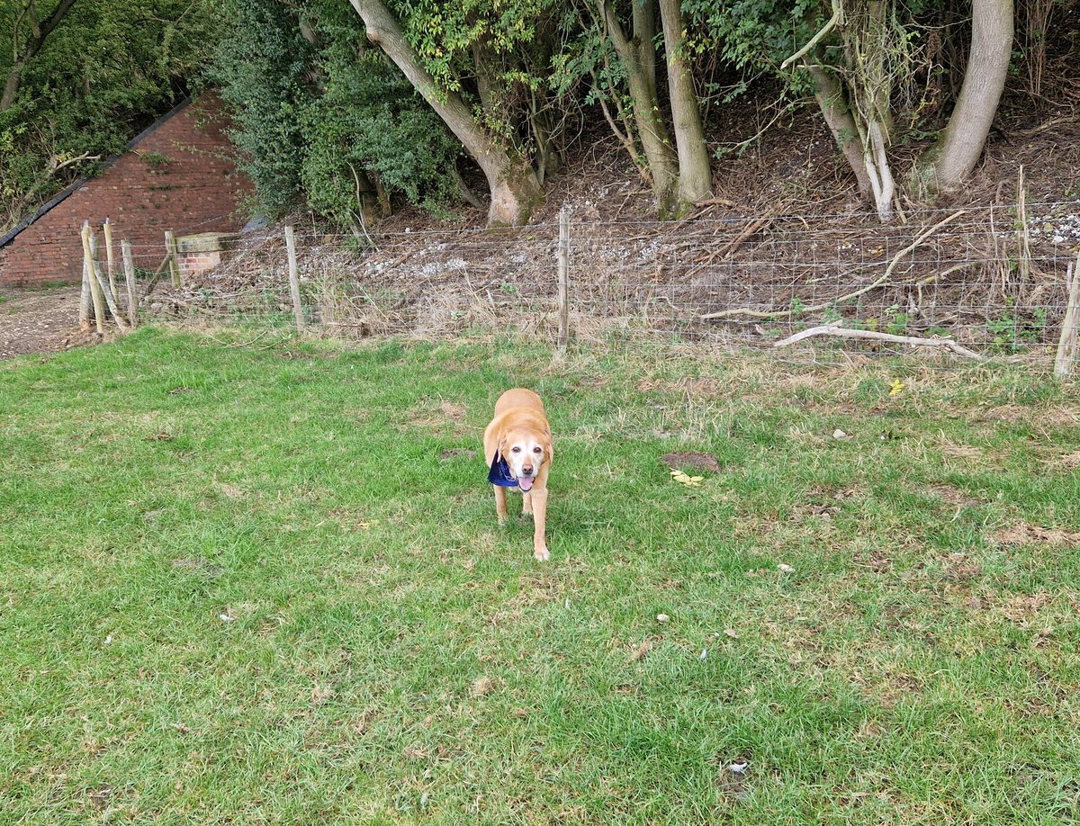 lizzypeas's tweet photo. Being as it's National #GetOutsideDay  we got outside, for a lovely doorstep walk with Bizkit, who's no longer able to do the bigger walks. A lovely morning for it 🙂
#marketweighton #goodmanham #yorkshirewolds #localwalks #getoutside #getitdone #greenprescription https://t.co/knXICrC3Ve