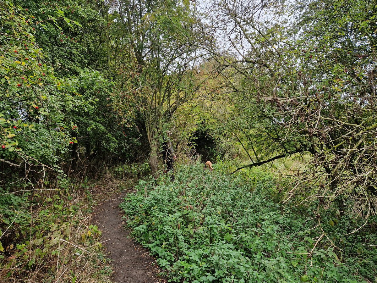 lizzypeas's tweet photo. Being as it's National #GetOutsideDay  we got outside, for a lovely doorstep walk with Bizkit, who's no longer able to do the bigger walks. A lovely morning for it 🙂
#marketweighton #goodmanham #yorkshirewolds #localwalks #getoutside #getitdone #greenprescription https://t.co/knXICrC3Ve