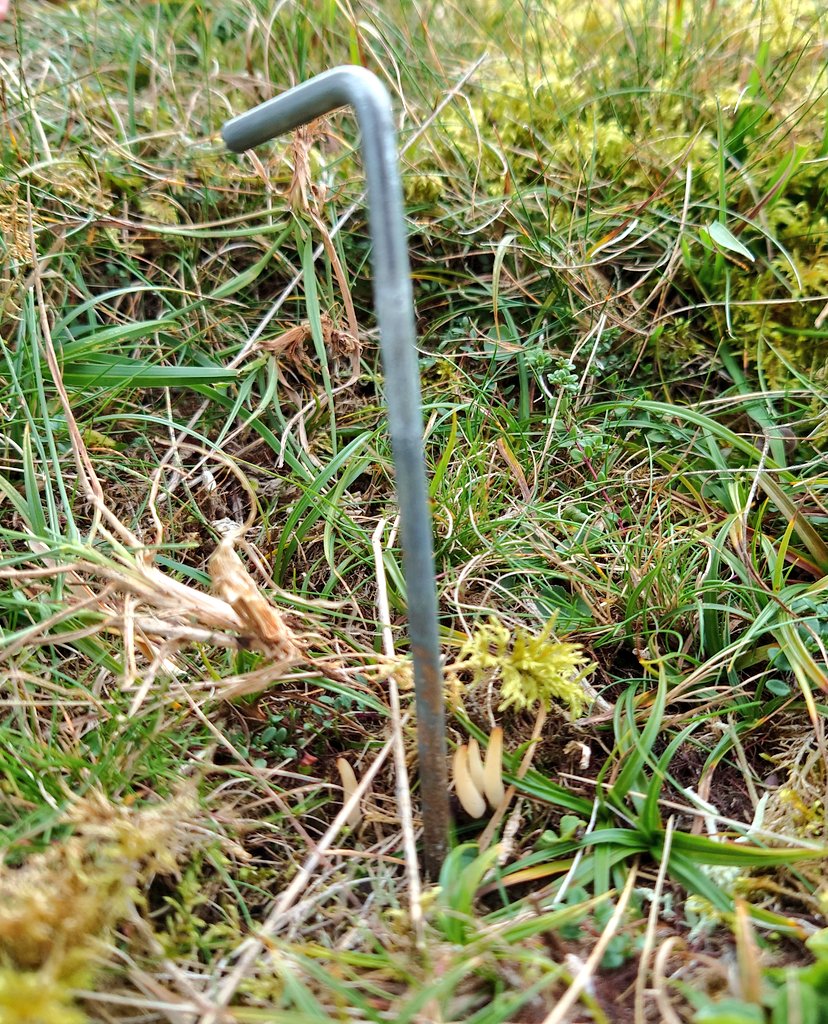 SAOCousins's tweet photo. #Fieldwork @MoorHouseNNR How will the #Alpine plants perform with increasing winter temperatures and competition? In Spring we removed biomass in 60 plots & now checked seedling recruitment & re-sprouting. Open Top Chambers back on 30 plots. #tomst #biodiversity #grassland #OTC https://t.co/sYYz9iwK8S