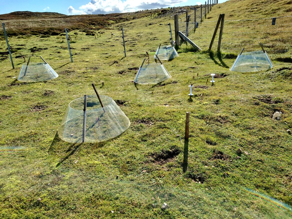 SAOCousins's tweet photo. #Fieldwork @MoorHouseNNR How will the #Alpine plants perform with increasing winter temperatures and competition? In Spring we removed biomass in 60 plots & now checked seedling recruitment & re-sprouting. Open Top Chambers back on 30 plots. #tomst #biodiversity #grassland #OTC https://t.co/sYYz9iwK8S