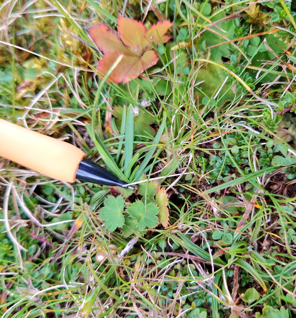 SAOCousins's tweet photo. #Fieldwork @MoorHouseNNR How will the #Alpine plants perform with increasing winter temperatures and competition? In Spring we removed biomass in 60 plots & now checked seedling recruitment & re-sprouting. Open Top Chambers back on 30 plots. #tomst #biodiversity #grassland #OTC https://t.co/sYYz9iwK8S