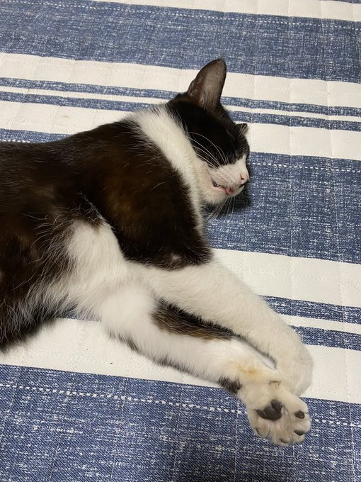 実家凄い、何もしなくてもご飯が出る!
あと可愛い白黒猫ちゃんがいる!👀 