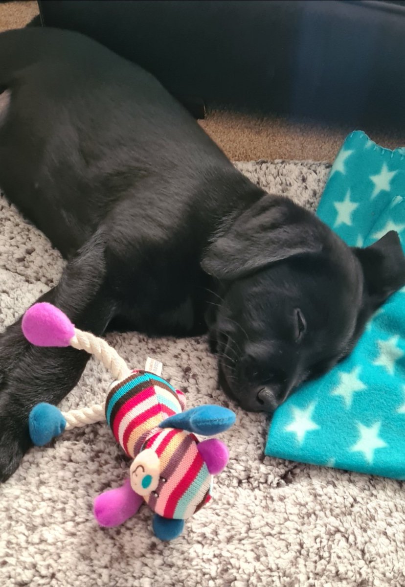 SparklesStacy's tweet photo. A whole year of loving this totally feral, loving and mischievous rogue, our handsome Henry ππΎ
#dogsoftwitter
#HenrytheLab
#puppyspam
#happygotchaday https://t.co/pIGjWjQdlx