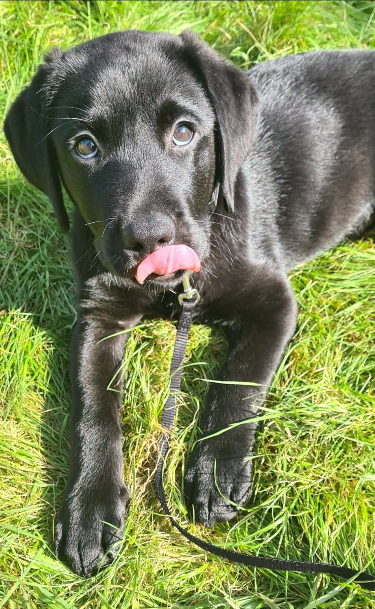 SparklesStacy's tweet photo. A whole year of loving this totally feral, loving and mischievous rogue, our handsome Henry ππΎ
#dogsoftwitter
#HenrytheLab
#puppyspam
#happygotchaday https://t.co/pIGjWjQdlx