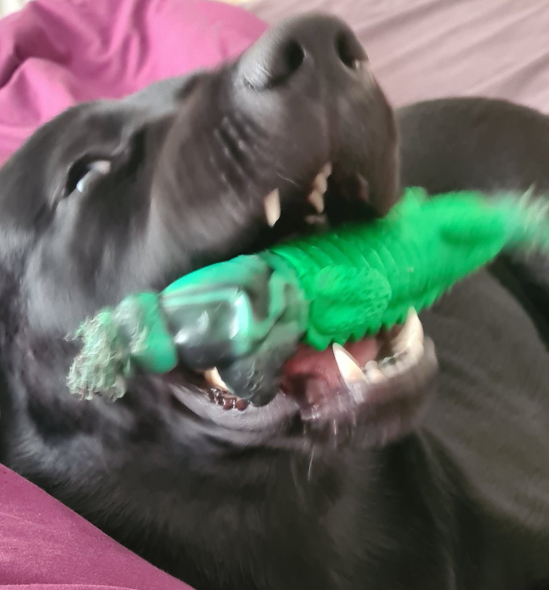 SparklesStacy's tweet photo. A whole year of loving this totally feral, loving and mischievous rogue, our handsome Henry ππΎ
#dogsoftwitter
#HenrytheLab
#puppyspam
#happygotchaday https://t.co/pIGjWjQdlx