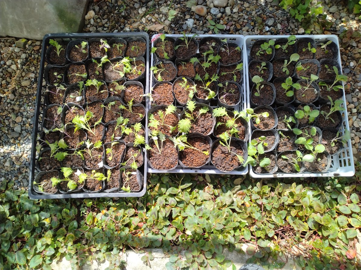 ボタニカルライフ Twitter Search Twitter