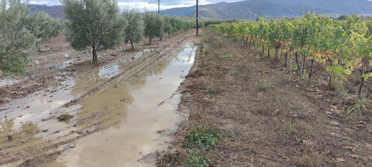 Sòl llaurat (esquerra) vs. sòl amb coberta (dreta) després dels 70mm caiguts ahir. 

Suelo labrado vs. suelo cubierto después de los 70mm caídos ayer. 

Plowed soil vs. cover crop after the 70mm that fell yesterday.

#agriculturaregenerativa
#covercrops
<a href="/ViticulturaR/">Viticultura Regenerativa</a>