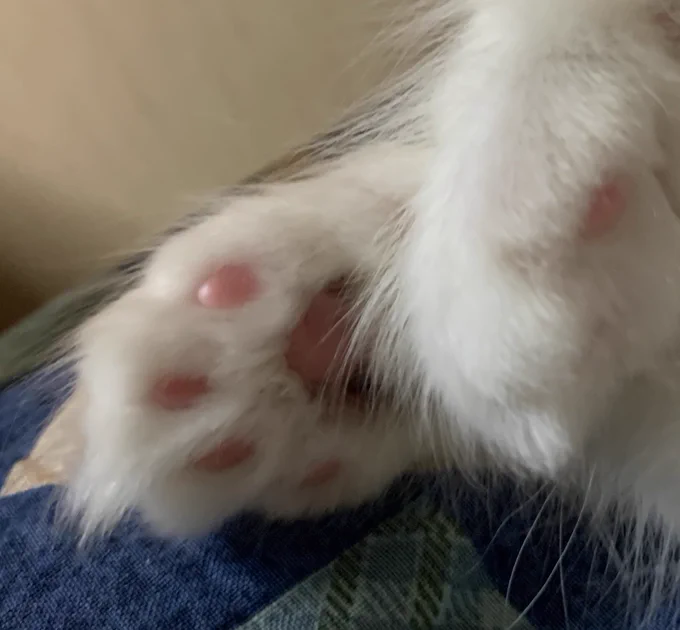 つるぷに 
