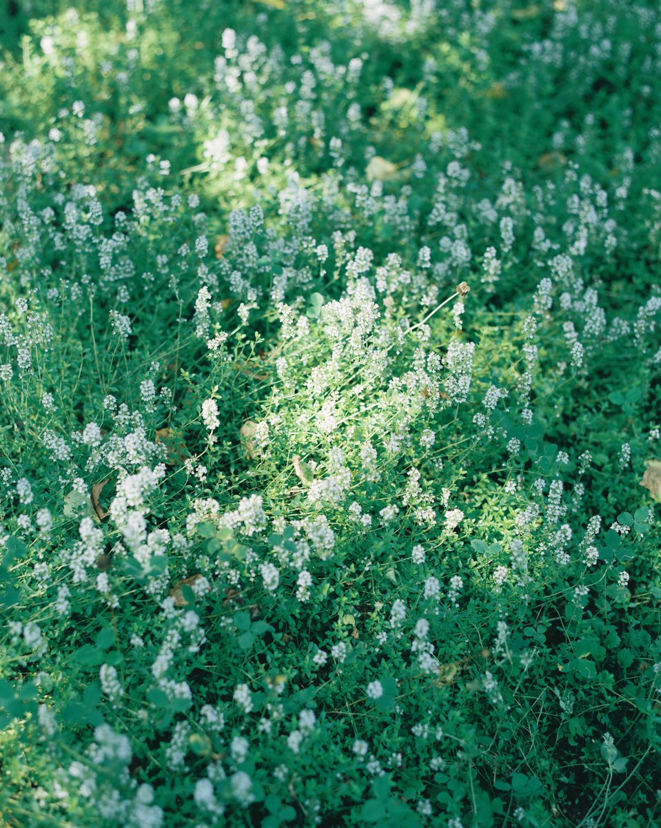 keisato_film's tweet photo. 北海道旅行の思い出

#pentax67 #ヤマプリ https://t.co/p8heEs8B2U