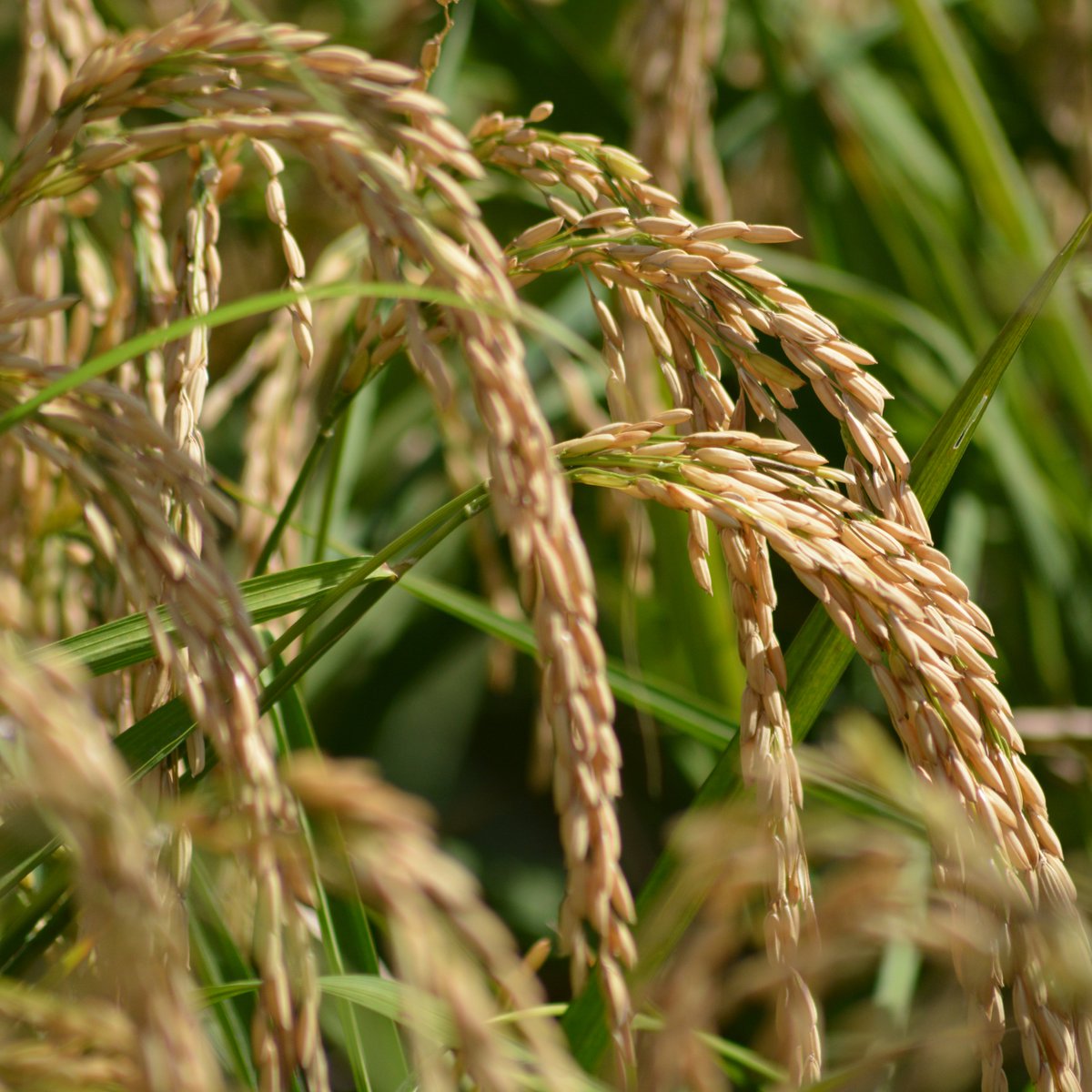 madrescocinilla's tweet image. Uno de los tesoros mejor guardados de la #comunidadvalenciana es el #arroz cultivado en la #albuferadevalencia y está preparado par recolectarse. #madrescocinillas #cocinillas #arrozdevalencia #cocinamediterranea #lamillorterretadelmon #albuferadevalencia