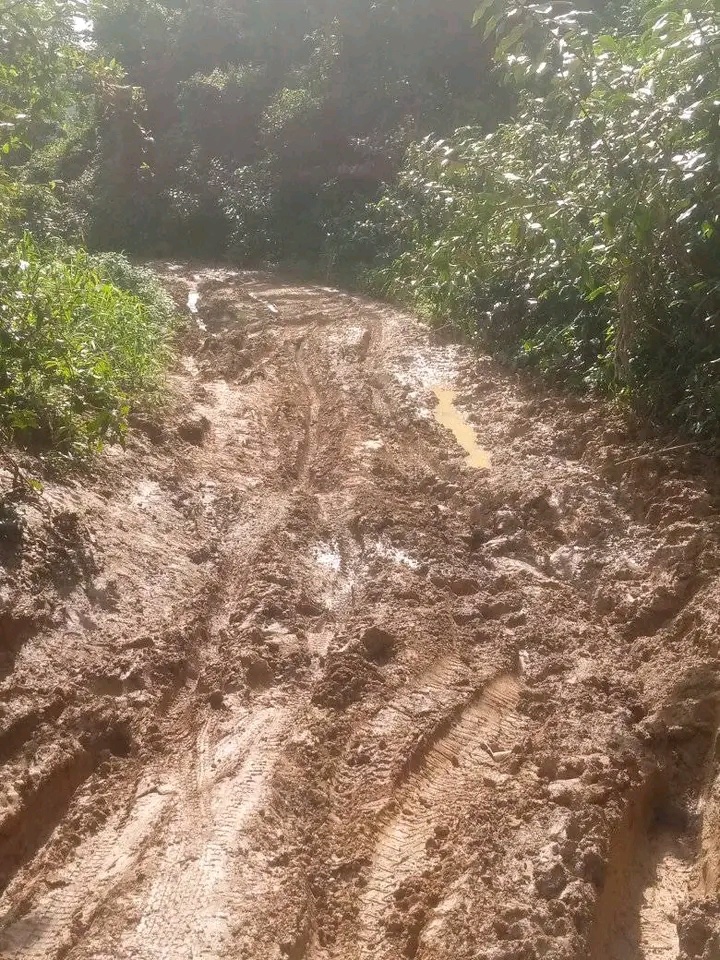 RadioCultureFm's tweet photo. L'exploitation forestière dégrade gravement les routes dans la Commune de #Nyanon et est devenue la source du calvaire des populations de #LogTome.
#SanagaMaritime #Cameroun #Cameroon #CultureFM https://t.co/90IUynl8Mi