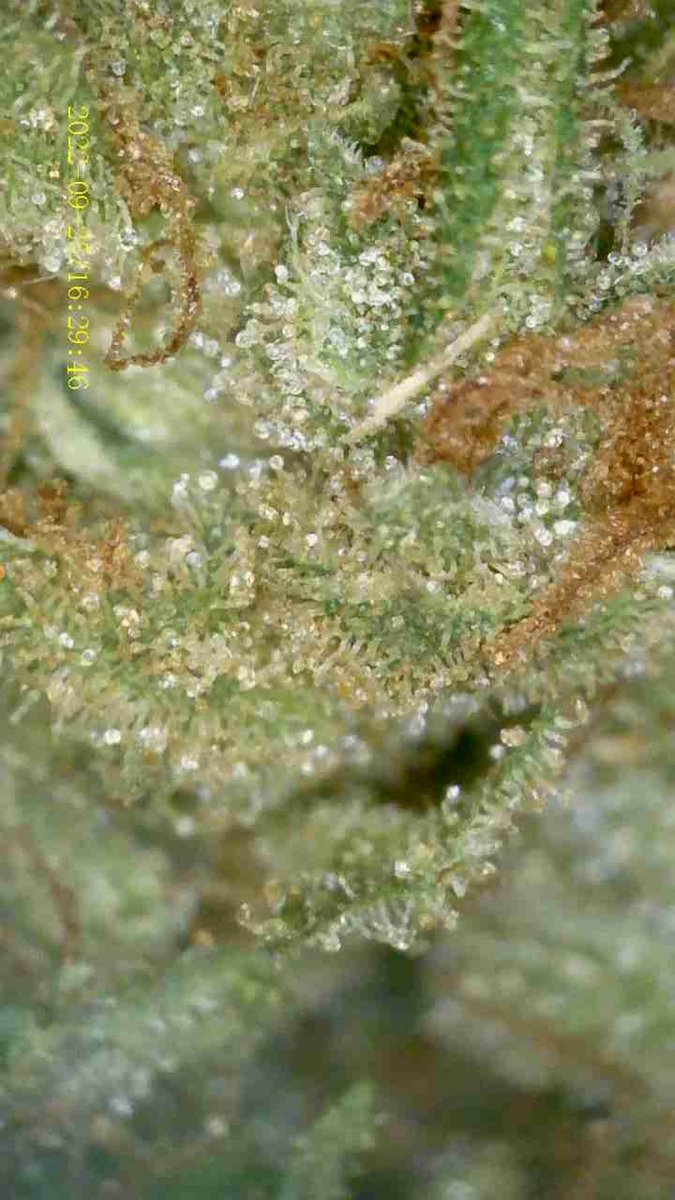 Rollajoint29's tweet photo. ⭐️Blue dream x KD
กลิ่นเบอร์รี่หอมๆ
#ดอกกัญชา #กัญชาog #กัญชาราคาถูก #กัญชาอัดแท่ง #กัญชาออแกนิค #กัญชาเชียงราย #กัญชาพัทยา #กัญชาภูเก็ต #กัญชาเชียงใหม่ #กัญชาแม่สาย #กัญชากรุงเทพ #บ้องแก้ว #กัญชาจันทบุรี #ขายกัญชา #Bluedream #KD #KDKT #เคดีเกาะเต่า https://t.co/FmUuOE9xSu