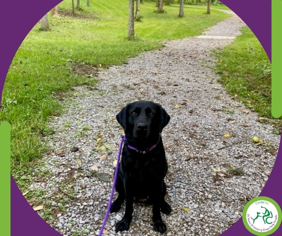 circletail's tweet photo. As a member of the ADI Breeding Cooperative, Circle Tail is hosting PAALS' Renwick. We are excited to host Renwick's whelp and provide care for her and her puppies until they are ready to make the journey home!
#circletail #helpingdogshelppeople #partnerswithpaws #paals https://t.co/oc878ni0y2