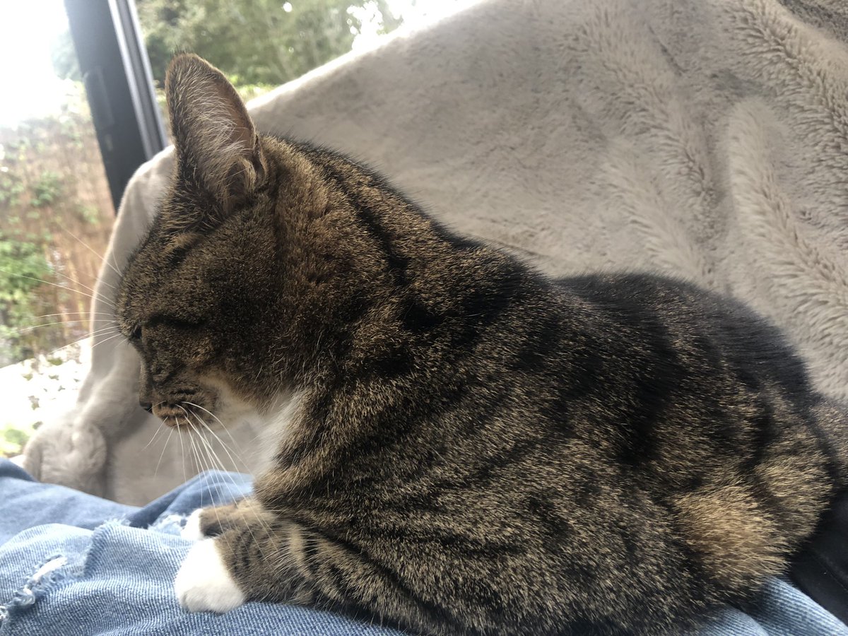 Sunday chills on Mummy’s knee.