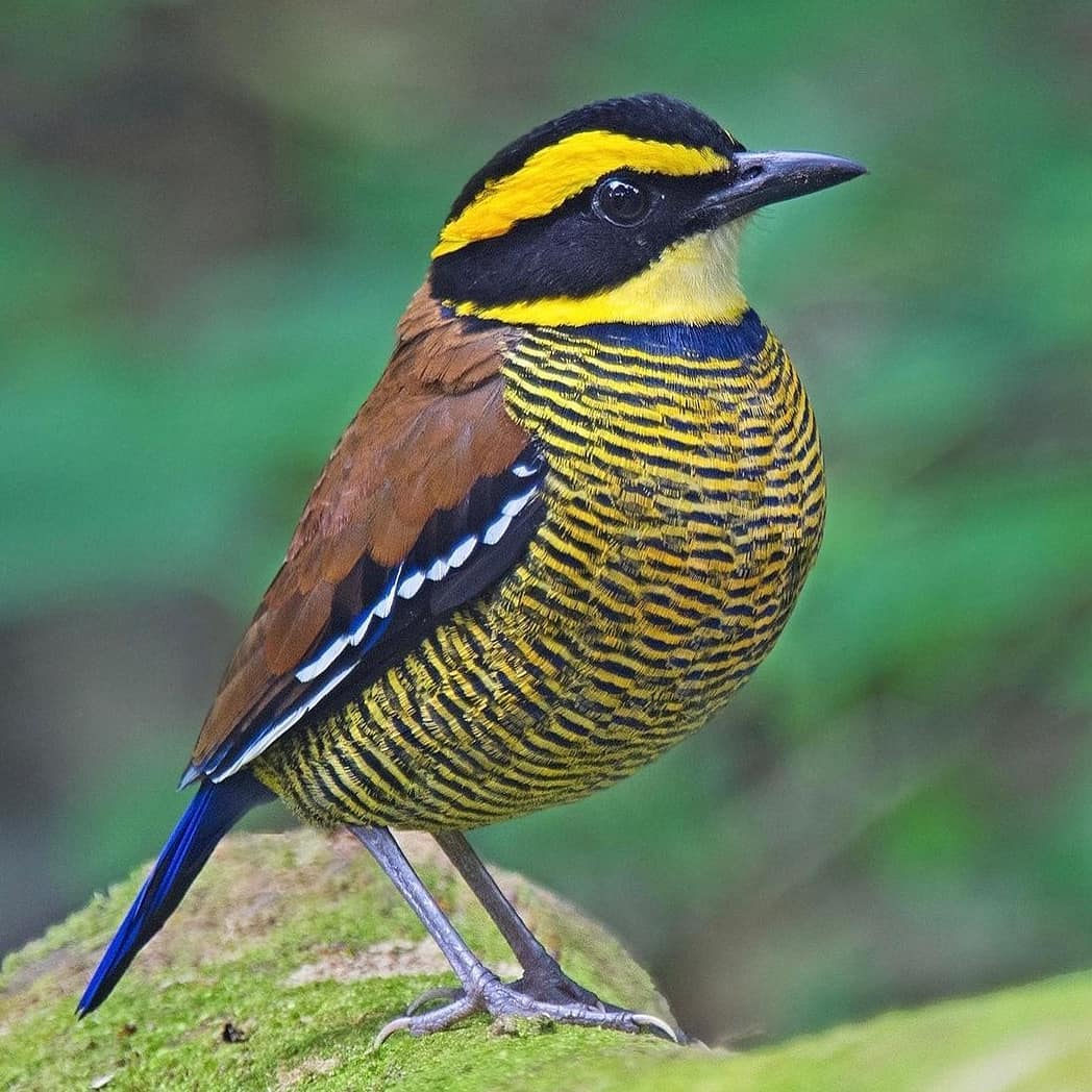 Javan pitta 🐦
📸ananth.ramasamy