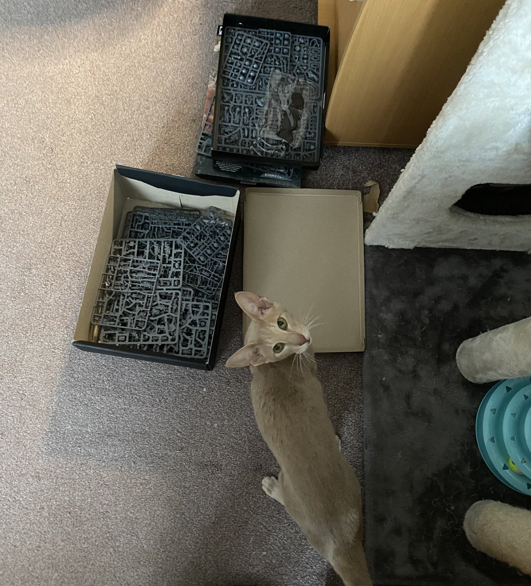 Ahsoka_Butters's tweet photo. I’m a very helpful kitty! I help my Dad with his Warhammer stuff and My Mama with the washing 😊 #Ahsokatheorientalshorthair #CatsofTwittter #CatsOnTwitter #catsofinstagram #helpfulkitty https://t.co/BUHU34c1xB
