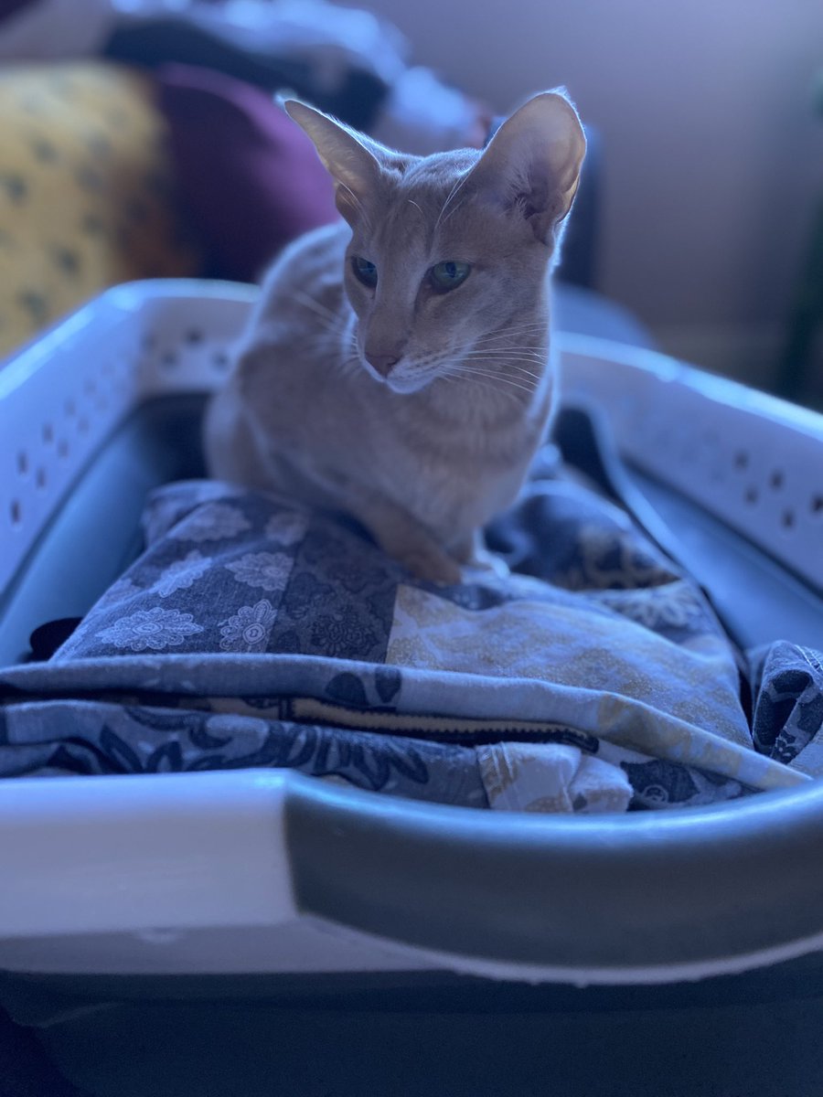 Ahsoka_Butters's tweet photo. I’m a very helpful kitty! I help my Dad with his Warhammer stuff and My Mama with the washing 😊 #Ahsokatheorientalshorthair #CatsofTwittter #CatsOnTwitter #catsofinstagram #helpfulkitty https://t.co/BUHU34c1xB