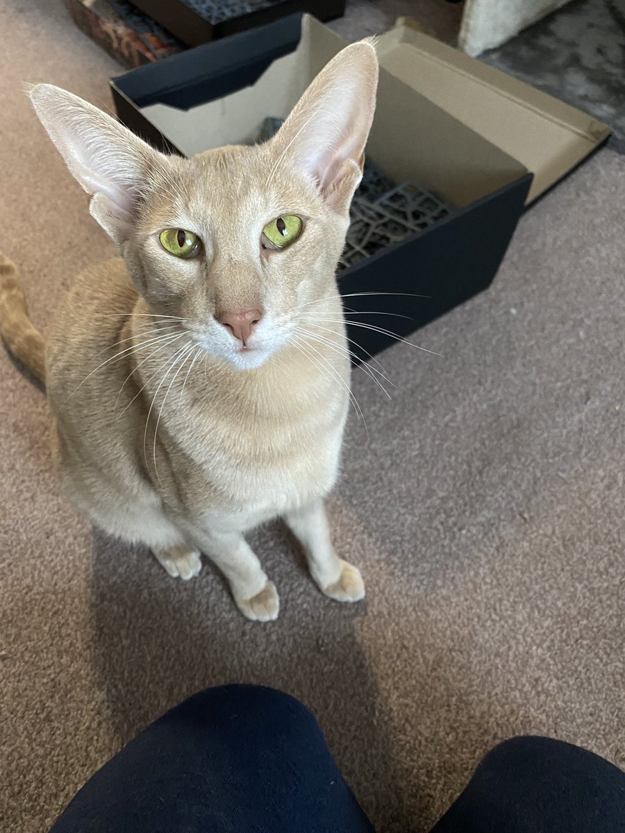 Ahsoka_Butters's tweet photo. I’m a very helpful kitty! I help my Dad with his Warhammer stuff and My Mama with the washing 😊 #Ahsokatheorientalshorthair #CatsofTwittter #CatsOnTwitter #catsofinstagram #helpfulkitty https://t.co/BUHU34c1xB