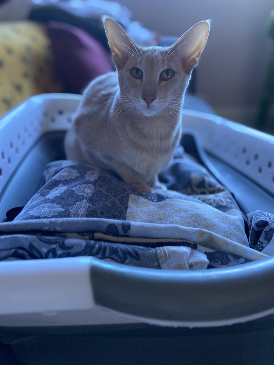 Ahsoka_Butters's tweet photo. I’m a very helpful kitty! I help my Dad with his Warhammer stuff and My Mama with the washing 😊 #Ahsokatheorientalshorthair #CatsofTwittter #CatsOnTwitter #catsofinstagram #helpfulkitty https://t.co/BUHU34c1xB