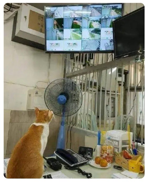 lipinxu1998's tweet photo. Mouse: who would have thought it could watch the surveillance?

老鼠：谁能想到它能看监控？ https://t.co/GqViPBYroG
