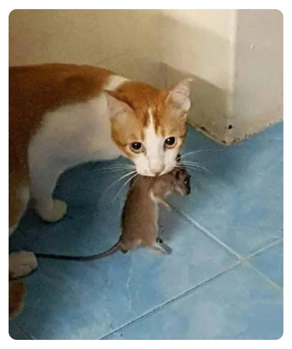 lipinxu1998's tweet photo. Mouse: who would have thought it could watch the surveillance?

老鼠：谁能想到它能看监控？ https://t.co/GqViPBYroG
