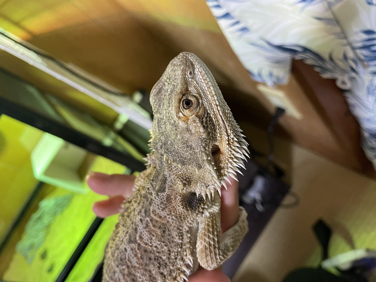 claly25's tweet photo. 可愛い我が子達の記録✍️💕
と、爬虫類飼育初心者なので勉強させて下さい〜🙇‍♀️ https://t.co/A7snuZ72yE