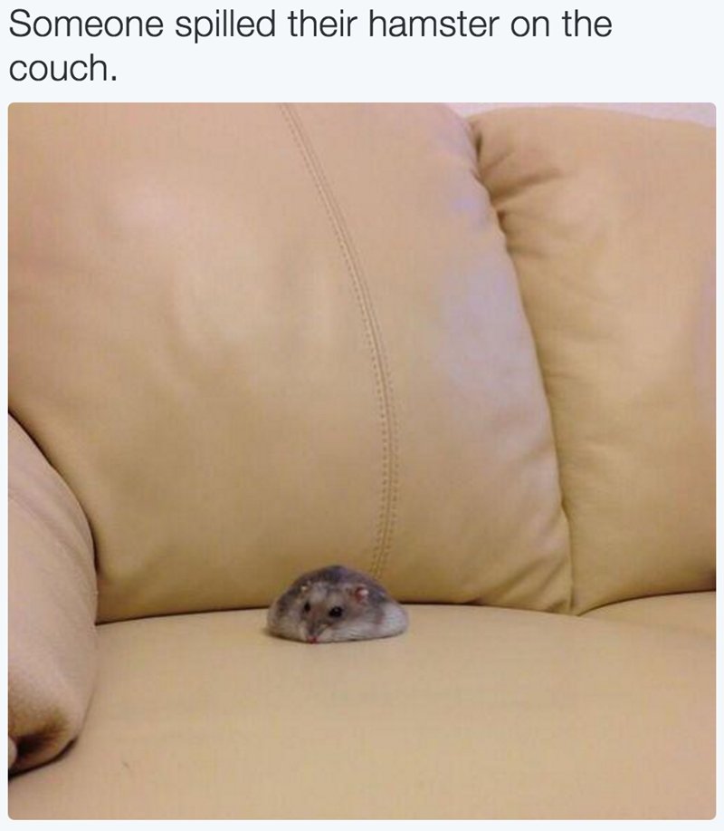 WholesomeMeme's tweet photo. https://t.co/52wRuKLo0r