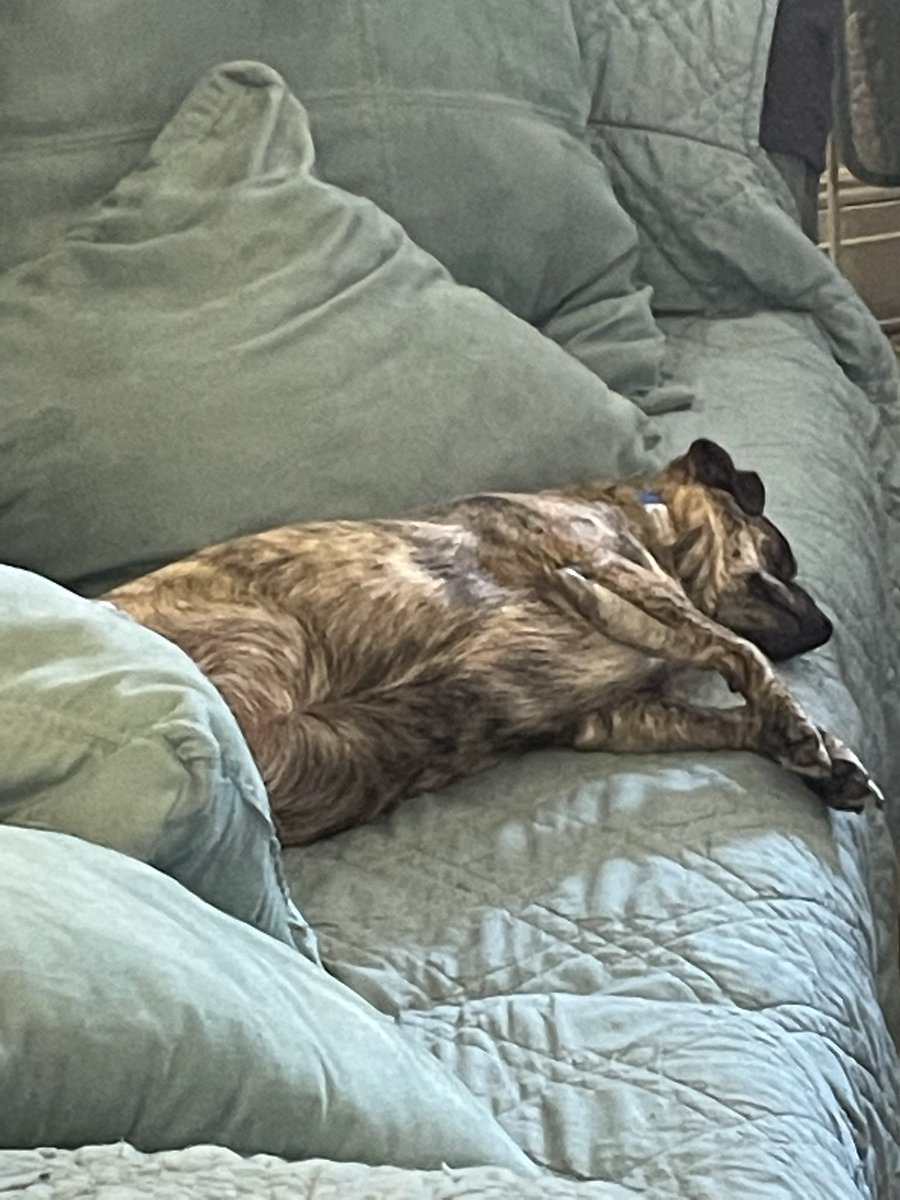BeingFrankle's tweet photo. Pt3: Its Frankle’s mom. He was removed from the situation after he stole ALL the cat treats, and there was no puppy dog ice cream, its not his party. And he’s not dead, just dramatic #dogs #dogsoftwitter #ridiculousdogs #bratchild #dogsbehavingbadley https://t.co/XHKDpfnE0L