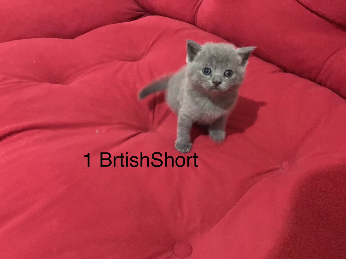 OnderCakn's tweet photo. #Scotishfold #britishshort https://t.co/DcMHoORhMt