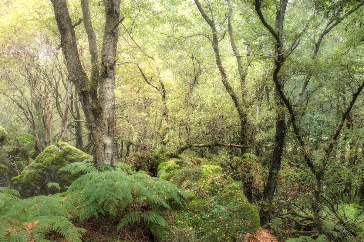 markprice0811's tweet photo. Never forget to look back when you are walking through the woods - I walk past this every time and only on this one visit did I happen to turn back (to find the dog)…

#woodland #trees #autumn #photography #green #moss #Fujifilm #Benro #yorkshire  @B_Ubiquitous @OutdoorPhotoMag https://t.co/IGHDkfZ44d