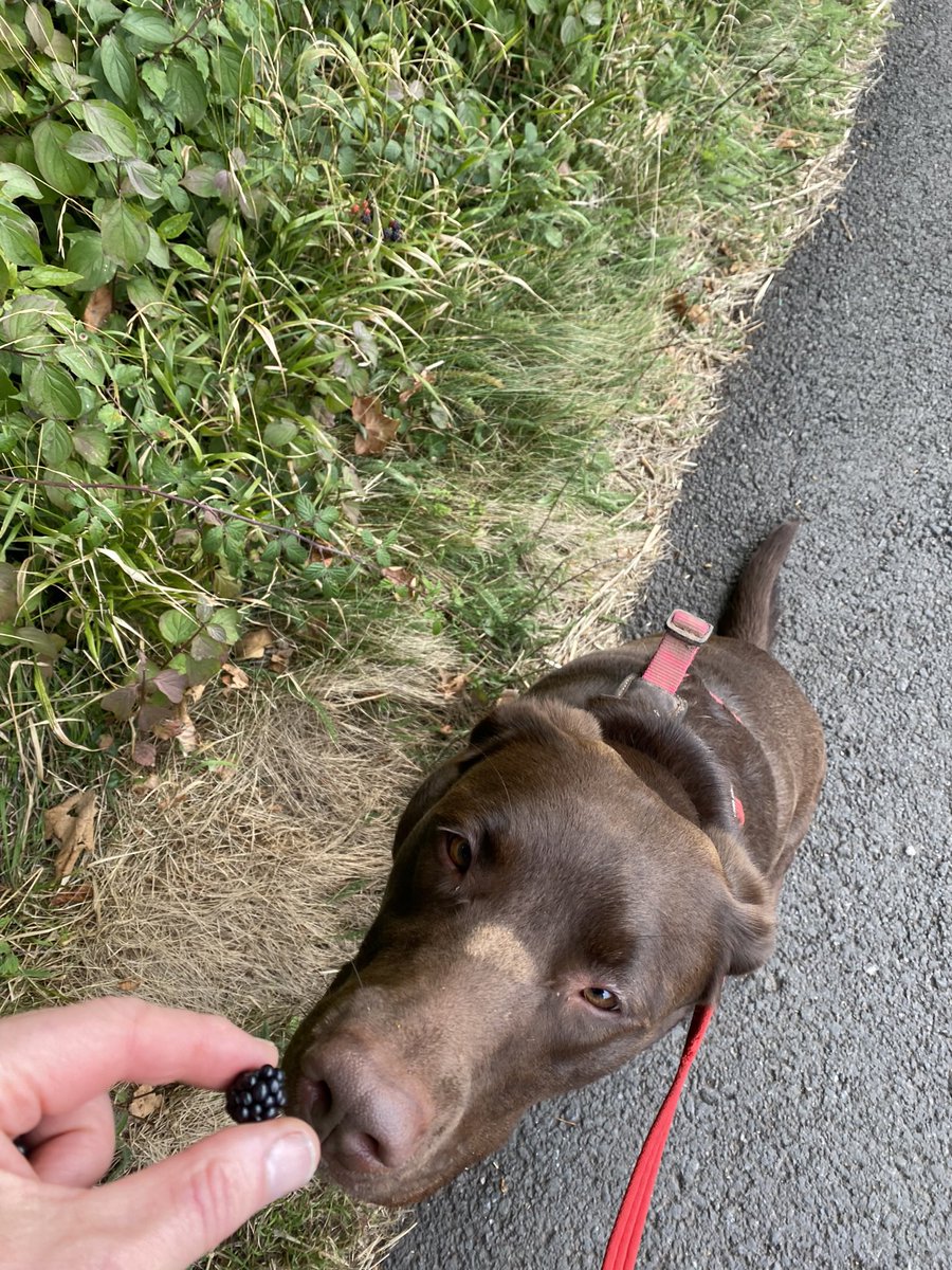 CocoAndBear3's tweet photo. Mmm, blackberries #WalkAndForage https://t.co/iGNGDUbHeG