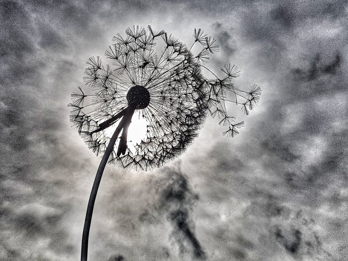 kendie's tweet photo. Dandelions, fairies and a bit of 'drama' in the sky #TrenthamEstate #trenthamgardens #Fantasywire #fairies https://t.co/0CI3I4ZXCy
