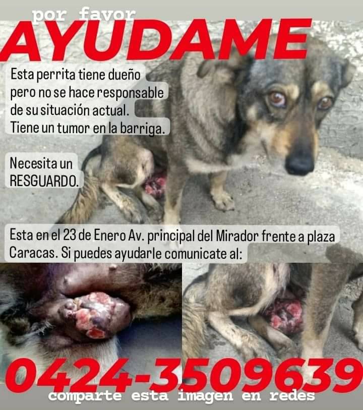 PerroUsuario's tweet photo. #CasoDeTerceros Esta pequeña necesita #AYUDA URGENTE. 23 de Enero CARACAS. Para más información por favor comunícate con el número publicado https://t.co/HQZS5ZUENM